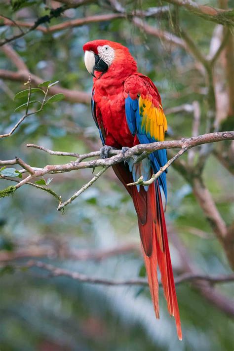 Sound of birds in the forest