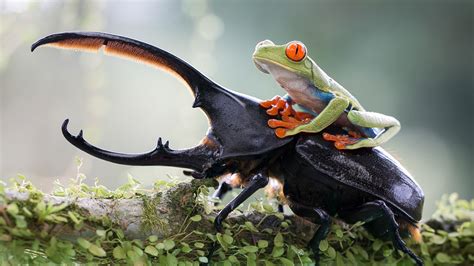 Insects, amphibians sound effects