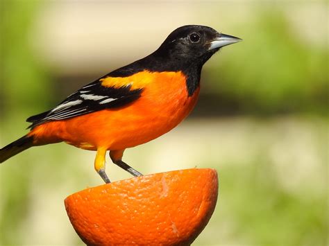 Oriole sound effects