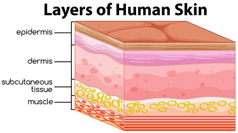 Human flesh sound: cartilaginous meat separation