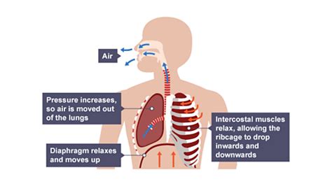 Human breath with reverb effect - sound effect