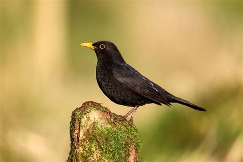 Turdus merula - sound effect