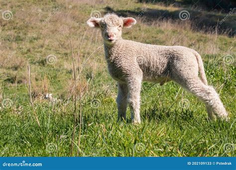 Bleating sheep and lambs in the paddock - sound effect