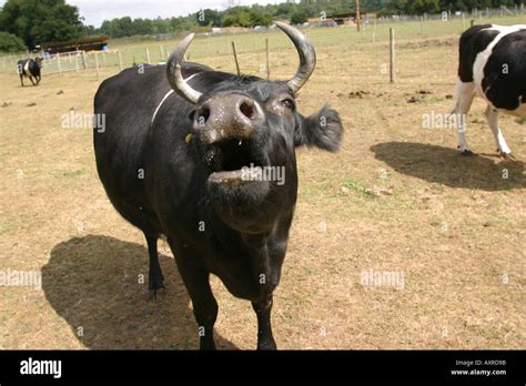 Bull mooing - sound effect