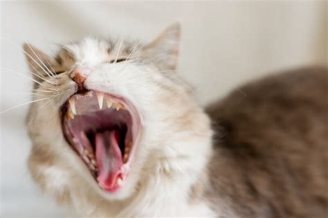Cat howl - sound effect