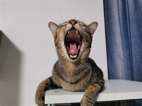 Cat howl - sound effect