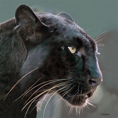 Black leopard: grunts - sound effect