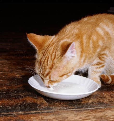 Cat eats from a saucer - sound effect