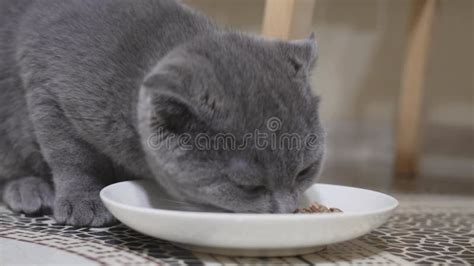 Cat eats from a saucer - sound effect