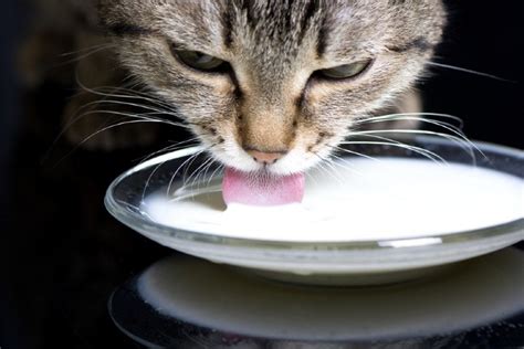 Cat licks from a saucer - sound effect