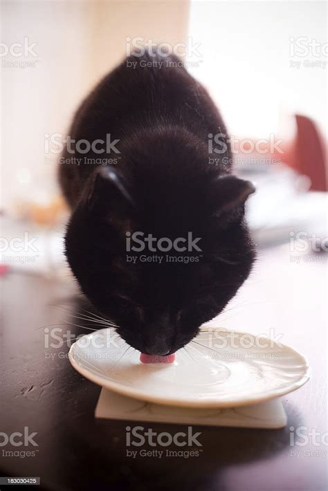 Cat licks from a saucer - sound effect