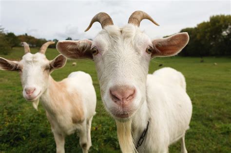 Goat (2) - sound effect