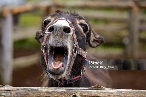 Donkey sound (screaming donkey)