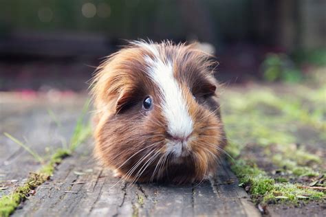 Guinea pig - sound effect