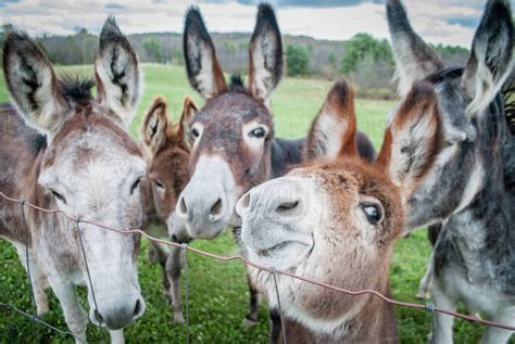 Donkeys in a herd - sound effect