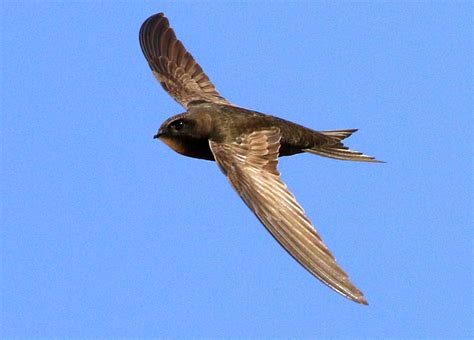 Common swift - sound effect