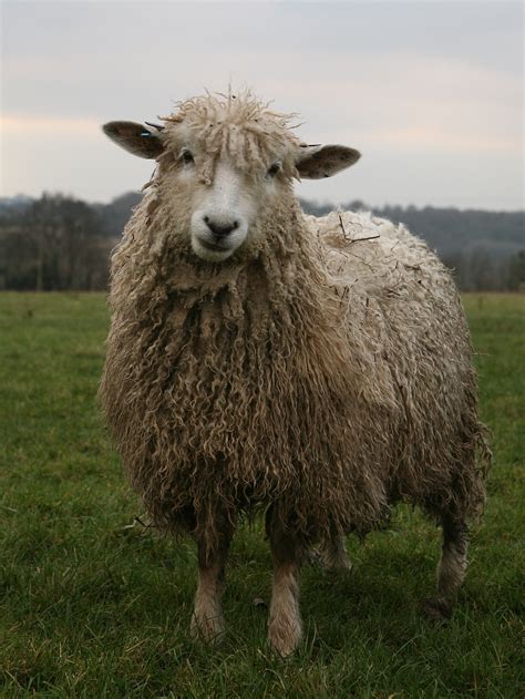 Sheep - sound effect