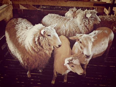 Sheep in a stall - sound effect