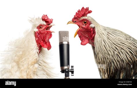 Roosters sing - sound effect