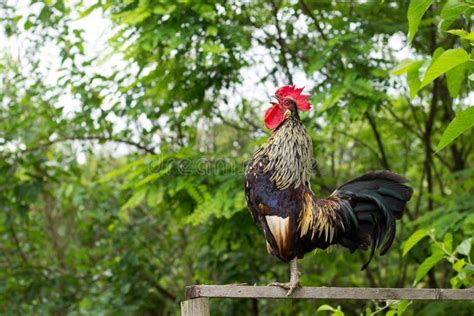 Roosters sing - sound effect