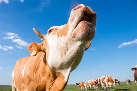 Cattle mooing restlessly in the barn - sound effect