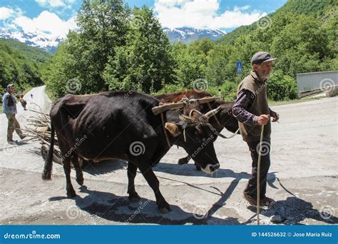 Herd of cows with a shepherd - sound effect