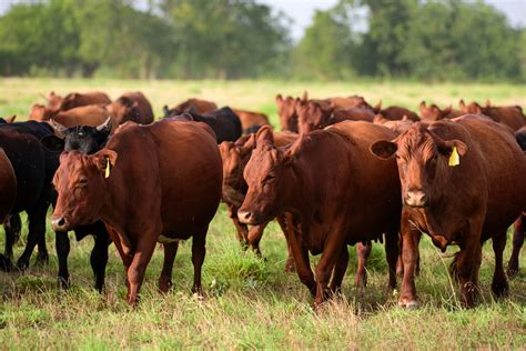 Herd of cows - sound effect