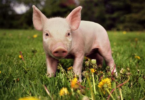 Pig (piglet) - sound effect