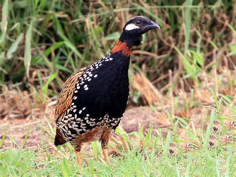 Black francolin - sound effect
