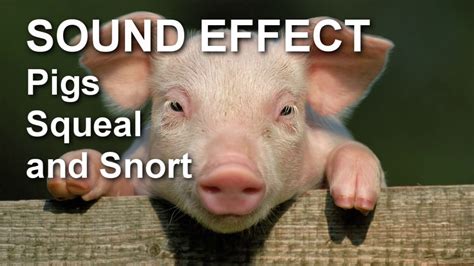 Pig squeal (2) - sound effect