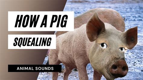 Pig sound (pig squeal)