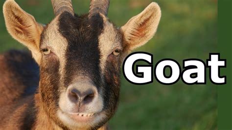 Goat (4) sound effect