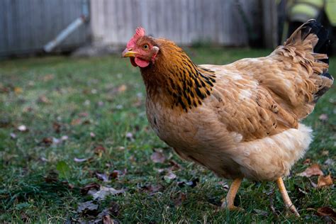 Sound of a chicken