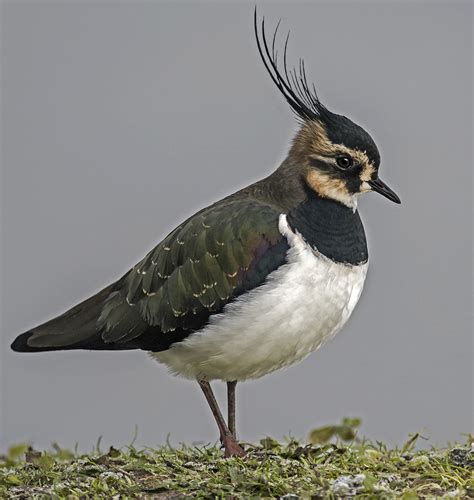 Northern lapwing sound effect