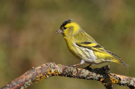 Carduelis spinus - sound effect