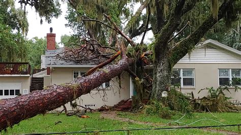 Tree breaks, collapses, falls - sound effect