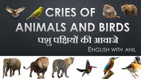 Jungle, cries of animals and birds - sound effect